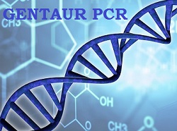 PCR TAQ polymerase